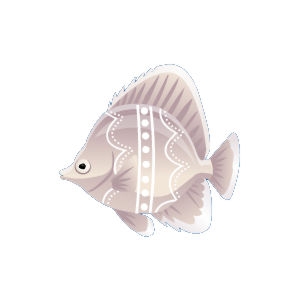 Wedding Butterflyfish